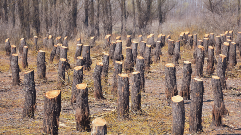 chopped down tress deforestation